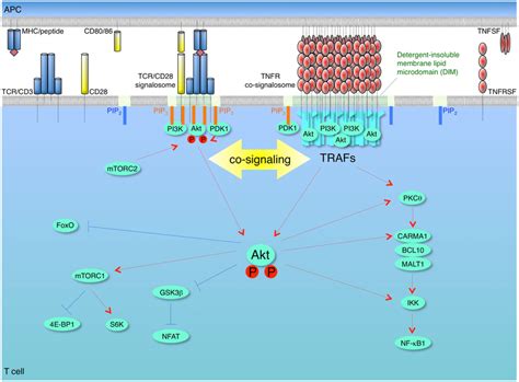 Model Of Synergy Between Tcr Cd And Tnfr Signalosomes For Activation