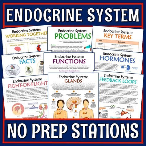 Endocrine System Stations Activity - Flying Colors Science