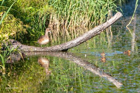 Eurasian wigeon (haapana, bläsand) adults with ducklings – FINNISH NATURE photos