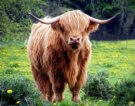 Animal Animal Photography Cattle Field Grass Hairy Horns Yak