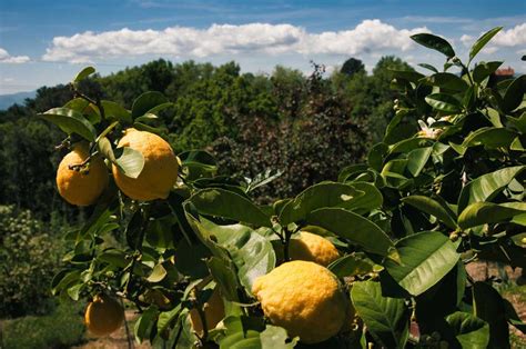 Viveros de árboles frutales Comprar limonero en maceta Plantamus