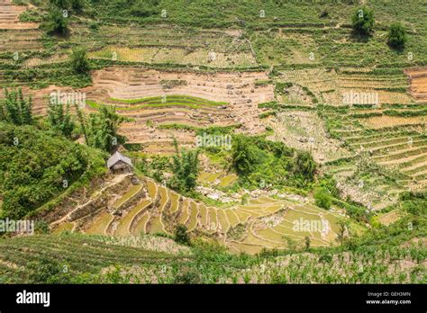 Small Wooden Hut And Traditional Rice Paddies In Sapa North Vietnam