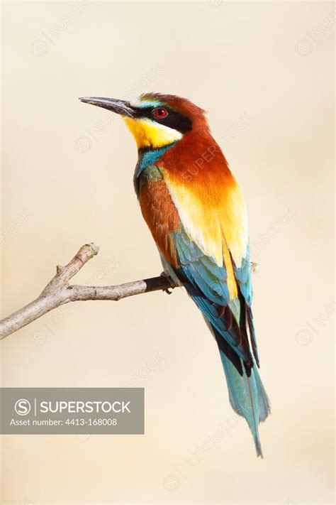 European Bee Eater Perched On A Branch Bulgaria Superstock