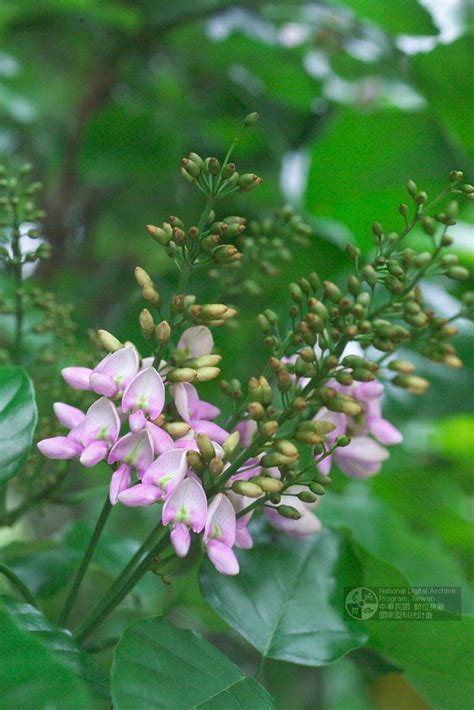 Pongamia Pinnata L Pierre Ex Merr