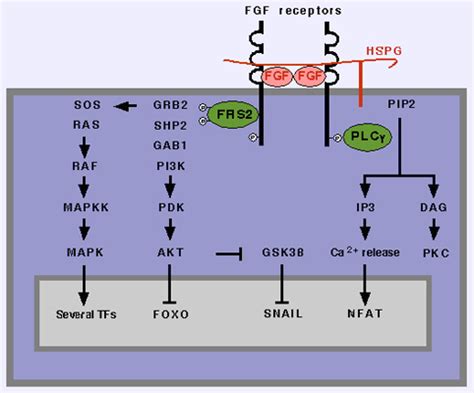 FGFR2 Fibroblast Growth Factor Receptor 2