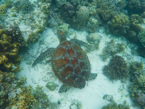 Sea Turtle Swims in Sea Water. Big Green Sea Turtle Closeup. Wildlife ...