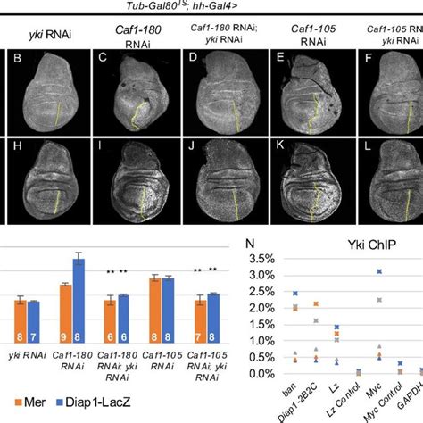 The Caf Complex Preferentially Affects Yki Targets A B Caf