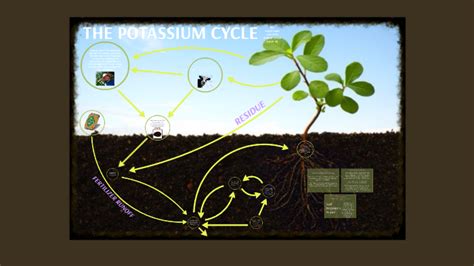 The Potassium Cycle By Sarah Jones On Prezi