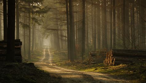 Bakgrundsbilder Solljus Tr D Landskap Skog Natur Gr S V G