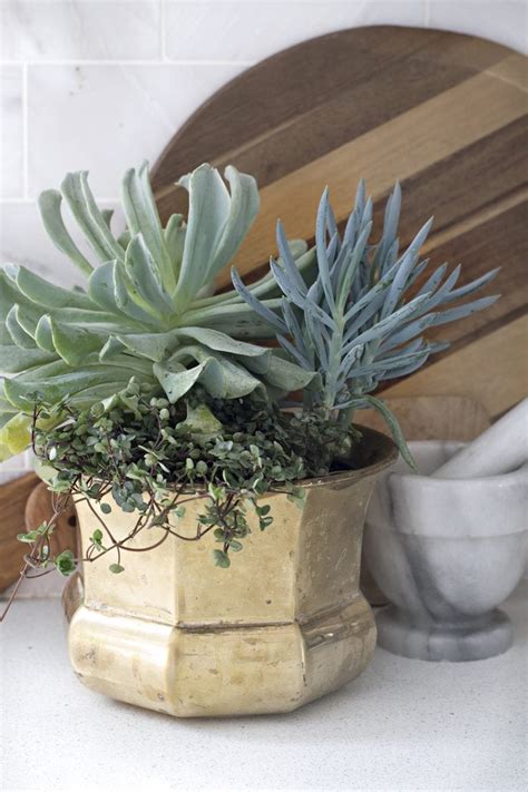 Succulent arrangement idea - Cuckoo4Design