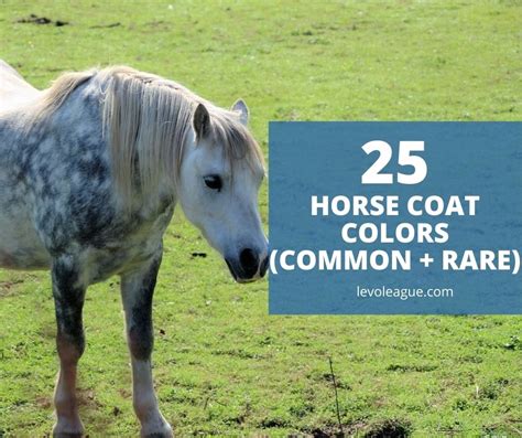 25 Horse Coat Colors And Names Common Rare Levo League