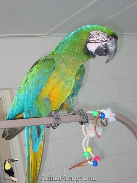 Miligold Macaw 1st Generation Cross Between Blue And Gold And Military