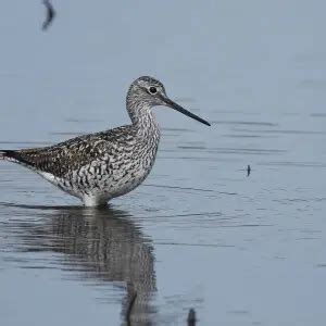 Greater yellowlegs - Facts, Diet, Habitat & Pictures on Animalia.bio