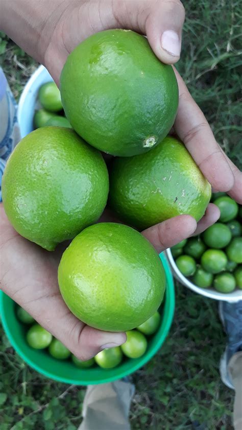 Desciende Oaxaca en producción de limón Colima lo desplaza del 3er