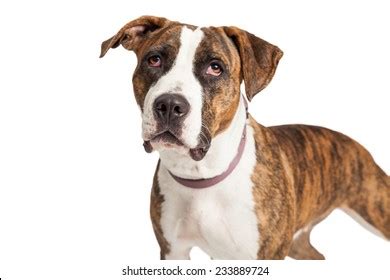 Closeup Staffordshire Bull Terrier Mix Breed Stock Photo 233889724 ...