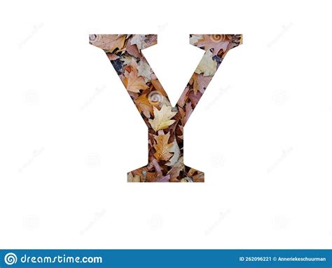 Letter Y Of The Alphabet Made With Autumn Brown Oak Leaves Stock Image