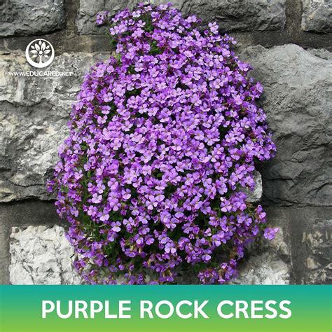 Purple Rock Cress Seeds Aubrieta Deltoidea Educared