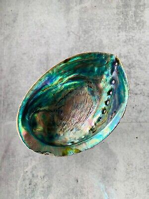 Green Abalone Shell Smudging Bowl Seashell Incense Burner Ebay