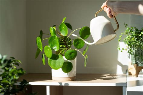 Pilea Peperomioides Gu A Completa De La Planta Del Dinero China