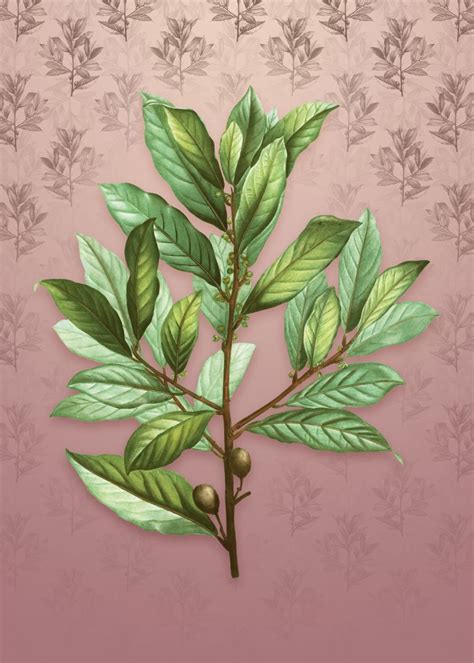 Bay Laurel On Dusty Pink Poster Picture Metal Print Paint By Holy