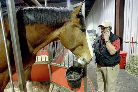 Photos Budweiser Clydesdales In Town For Mardi Gras