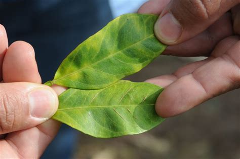 Citrus Greening Disease Blotchy Mottle David Bartels Usda Aphis Citrus Industry Magazine