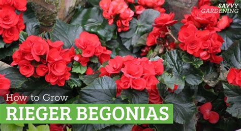 Rieger Begonia Care Tips For Healthy Happy Plants