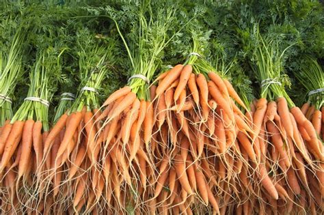 Fresh Carrots With Green Stalks And Roots Stock Photo Image Of