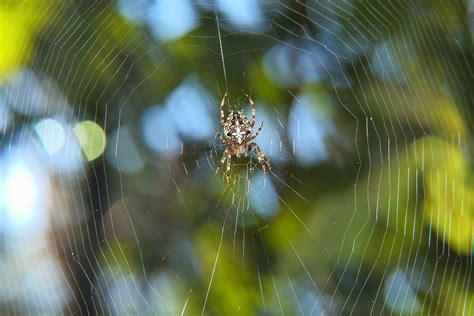 Spindel Arachnid Spindeln T Gratis Foto P Pixabay