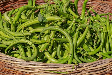 Growing Beans in a Home Garden | University of Maryland Extension