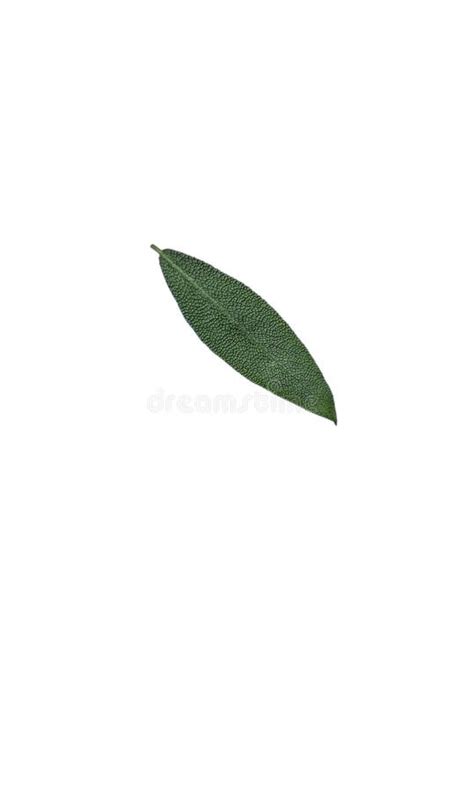 Sage Herb Salvia Officinalis Leaves Isolated On White Background Herb