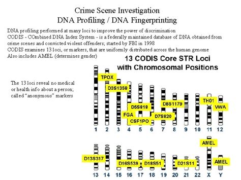 Crime Scene Investigation Dna Profiling Dna Fingerprinting Dna