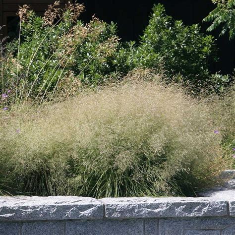 Gold Dew Tufted Hair Grass Deschampsia High Country Gardens