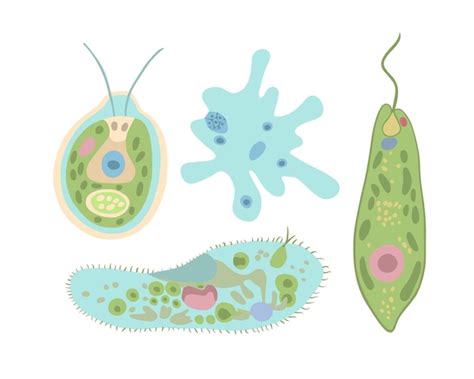 Premium Vector Vector Isolated Illustration Set Of Unicellular