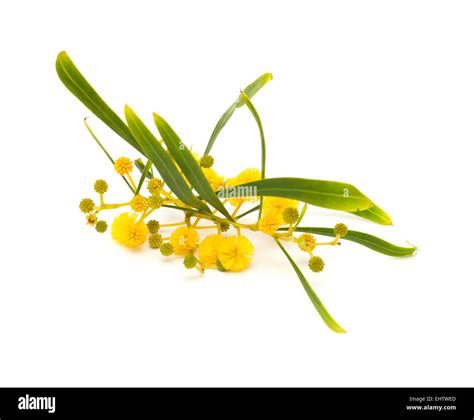 Yellow Fluffy Flowers On Acacia Cyanophylla Isolated On White Stock