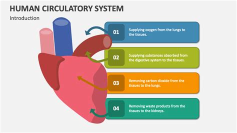 Human Circulatory System Powerpoint Presentation Slides Ppt Template