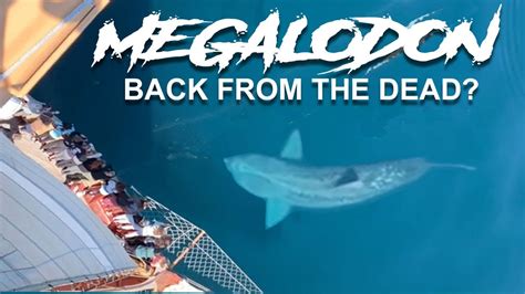 Megalodon Shark Sightings 2022