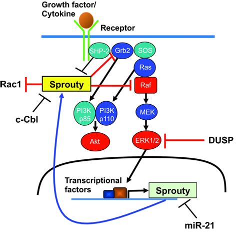 inhibitory mechanisms  sproutys   rasraferk pathway dusp