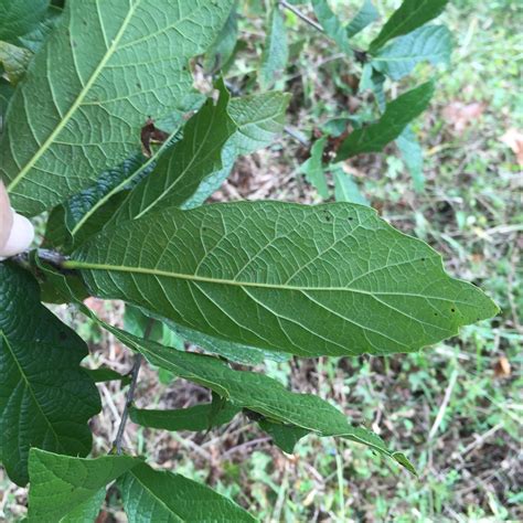 Sawtooth Oak Invasive Exotic Plants Of North Carolina · Inaturalist