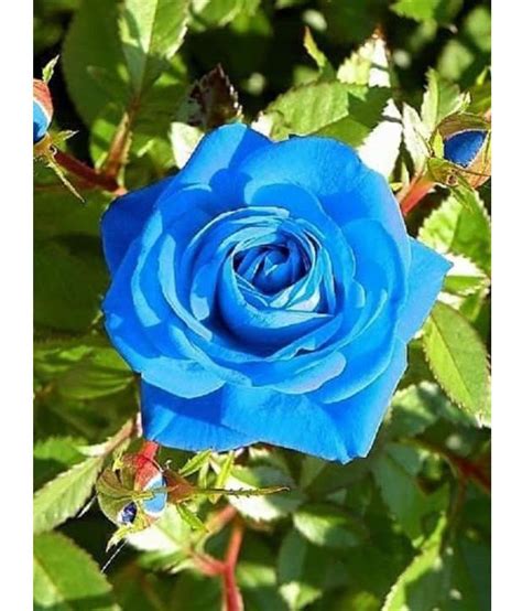 Blue Rose Bush Plant | Hot Sex Picture