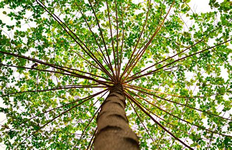 Worlds Top Ten Most Endangered Trees Environment Buddy