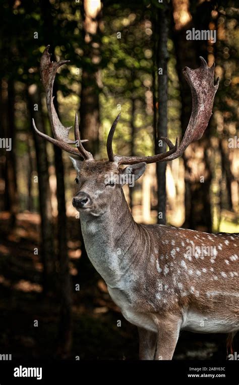 Fallow Deer Pics Hi Res Stock Photography And Images Alamy