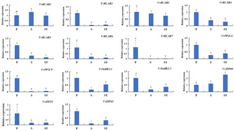 Ijms Free Full Text Genome Wide Identification And Expression