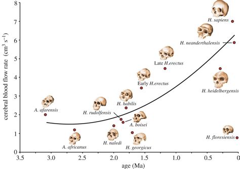 Hominid Brain Size