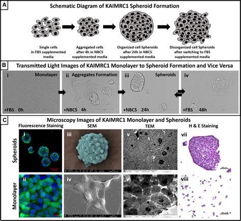 Frontiers New Born Calf Serum Can Induce Spheroid Formation In Breast