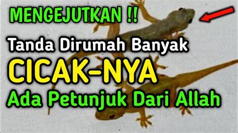 Kenapa Allah Menciptakan Cicak Kalau Hanya Untuk Di Bunuh Inilah