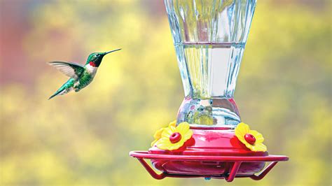 How To Keep Bees Away From Hummingbird Feeders Homes And Gardens