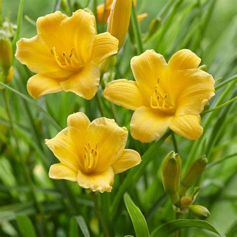 Hemerocallis Stella D Oro Moss Greenhouses
