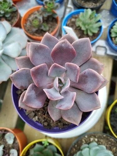 Muda De Suculenta Graptoveria Debbie Orquidário Ronmar Flores e