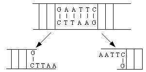 Dna Agttaa C T Bcttaa